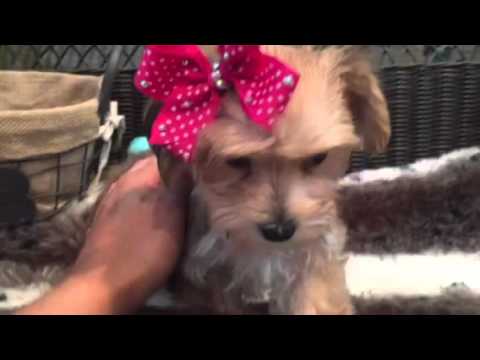 Such a cutie Morkie Female puppy!