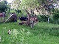 Buldogue Campeiro - Filhotes Buldogue Campeiro - Filhotes