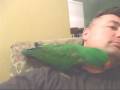 Gersh (My 11yr old male, VOS Eclectus) playing Peek-a-boo