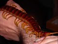Scolopendra gigantea, Peruvian giant centipede tinyfi