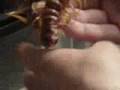 Scolopendra gigantea, Peruvian giant centipede tinyfi