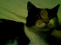 My little neighbor cat