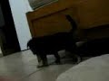 El cachorro jugando.