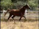 Straight Egyptian Arabian Mare