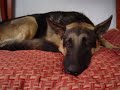 Guarderia de dia ciudad canina