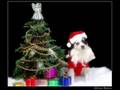 Discovery Channel - Bloodhound Gang , Discovery Channel - Bloodhound Gang ,
