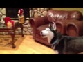 Click here to watch this video Koda playing with RC Helicopter