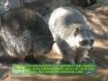 videos de Zoológico de Chapultepec Parte 4 (Bosque)