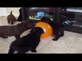 F1B Labradoodle Puppies Playing with a Balloon!