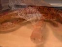 Richloam the Snake