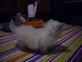 Munchkin kittens on kitchen table