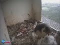 S2 Wants To Comfort Chicks On Mother\