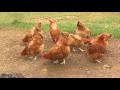 Silver Laced Wyandottes | Farm Raised With P. Allen Smith