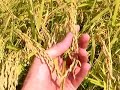 Japanese Rice Cycle: The Harvest