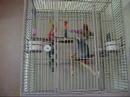 What my bird does when I leave the room
