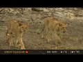 lion and buffalo