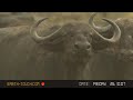 new-battle-at-kruger-lion-vs-buffalo-elephant-part-2-.html
