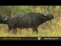 lion and buffalo