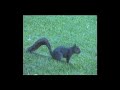 The Spy Squirrel The Spy Squirrel