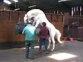 Collection from Horses for Artificial Insemination at Glenwood Stud