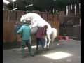 Collection from horses for Artificial Insemination at Glenwood Stud