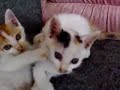 3cats brother and sleeping mom cat...