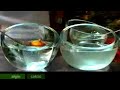 Secretos del Bulli : Caviar en Ravioli [Part 1]