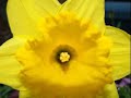 eva cassidy autumn leaves