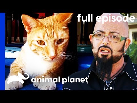 This Kitty Keeps Attacking His Owners! | My Cat From Hell (Full Episode)