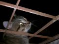 Gato possuído