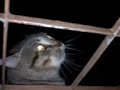 Gato possuído
