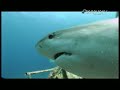Shark Bites - Reef Shark