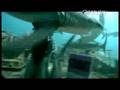 Shark-Bites-Reef-Sha