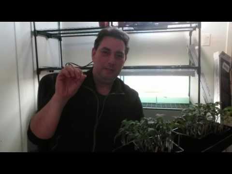 how to grow awesome tomatoes