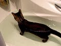 WATER CAT FILYA 2 (bath - room) WATER CAT FILYA 2 (bath - room)