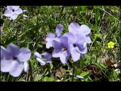 how to transplant creeping phlox