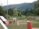 arnac boxer agility whir au val