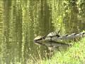 Schildpadden verdwijnen uit Noorderplantsoen.