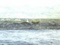 videos de Azores swimming with dolphins / Azoren mit Delfinen schwimmen