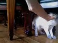 The Boscia Cat Kitties