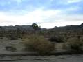 Joshua Tree Coyotes
