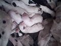 Ten Dalmation Puppies Ten Dalmation Puppies