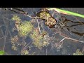 Dolomedes in slow motion