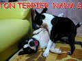 BOSTON TERRIER ボストンテリア