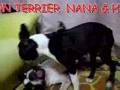 Boston Terrier video