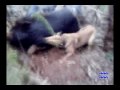 Boar Hunting with Dogs