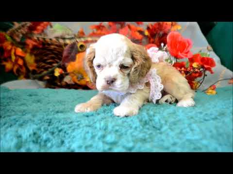 Winnie AKC Buff Female Cocker Spaniel Puppy for sale.
