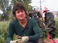 Organic No-Till Living Mulch Beneficials: Weed Em and Reap