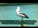 videos de womp Vs Theodore