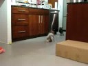 Bublee chasing Taffy